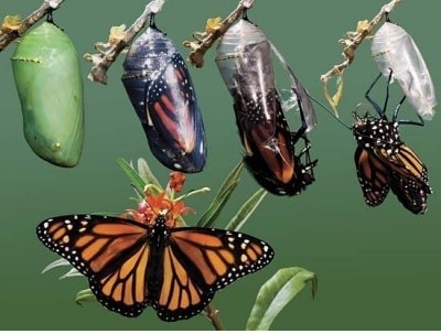 Life Transformation-iNewParadigm