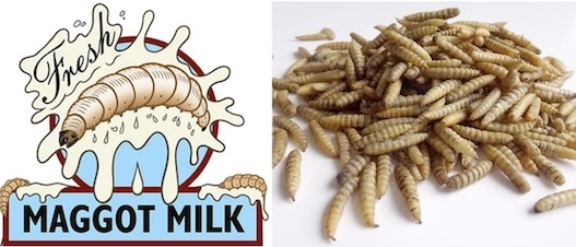 Maggot Milk