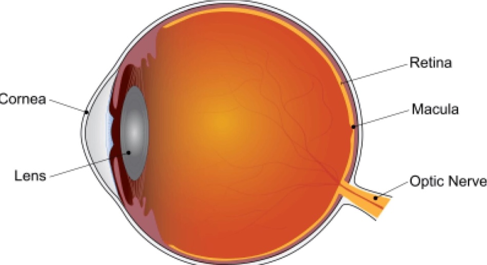 Vision Loss Breakthrough