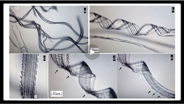 Self-Assembly Nanobots