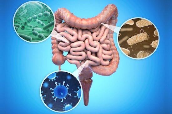 Gut bacteria