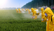 Poisoned by Pesticides