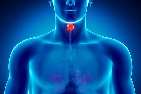 Thyroid Health