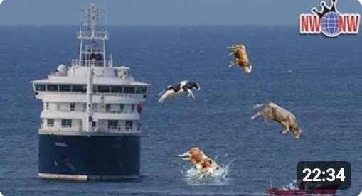 Cruise Ships