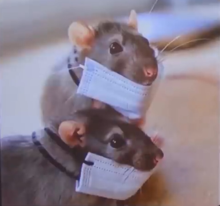 Hantavirus