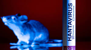 Hantavirus