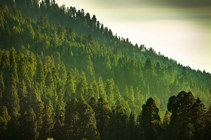 Protected Forests