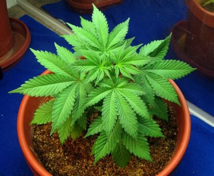 Cannabis Plant Cannabis Plant